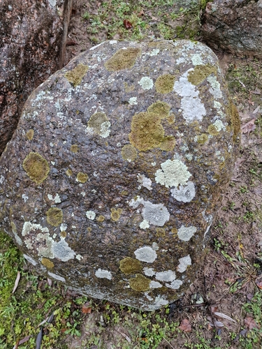 Xanthoparmelia pulla