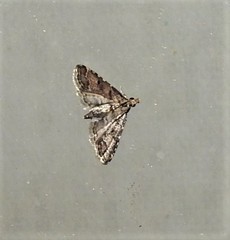 Sufetula hemiophthalma