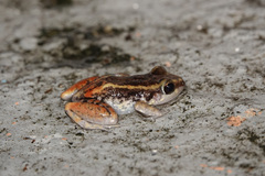 Hispaniolan Red-Rumped Frog photo 2