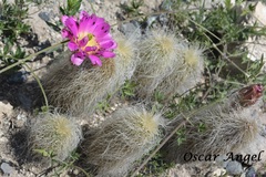 Echinocereus delaetii