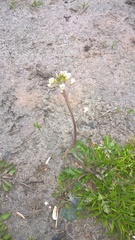 Capsella bursa-pastoris