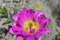 Echinocereus delaetii
