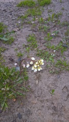 Capsella bursa-pastoris