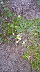 Capsella bursa-pastoris