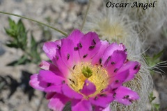 Echinocereus delaetii