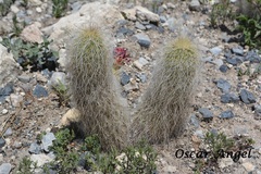 Echinocereus delaetii