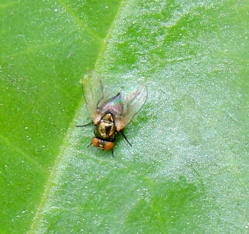 Melanagromyza metallica