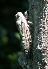 Cicada cretensis