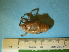 Cicada cretensis