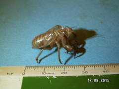 Cicada cretensis