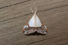 Viettessa margaritalis