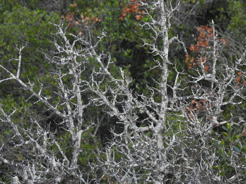 Pyrus bourgaeana (Pyrus bourgaeana)