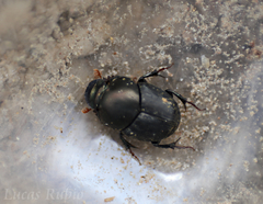 Onthophagus hirculus