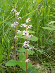 Pyrola asarifolia incarnata