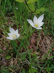 Ornithogalum umbellatum