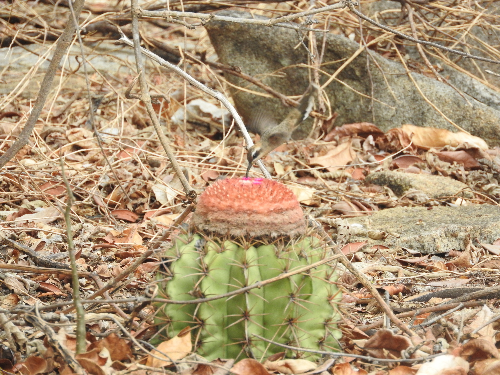 Broad-tipped Hermit (Anopetia gounellei), photo 6