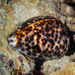 Tiger and Panther Cowries - Photo (c) David R, some rights reserved (CC BY-NC)