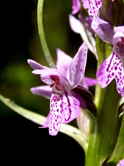 Dactylorhiza sibirica