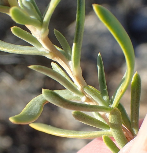 Image of Hertia pallens by (c) Nicola van Berkel, some rights reserved (CC BY-SA)
