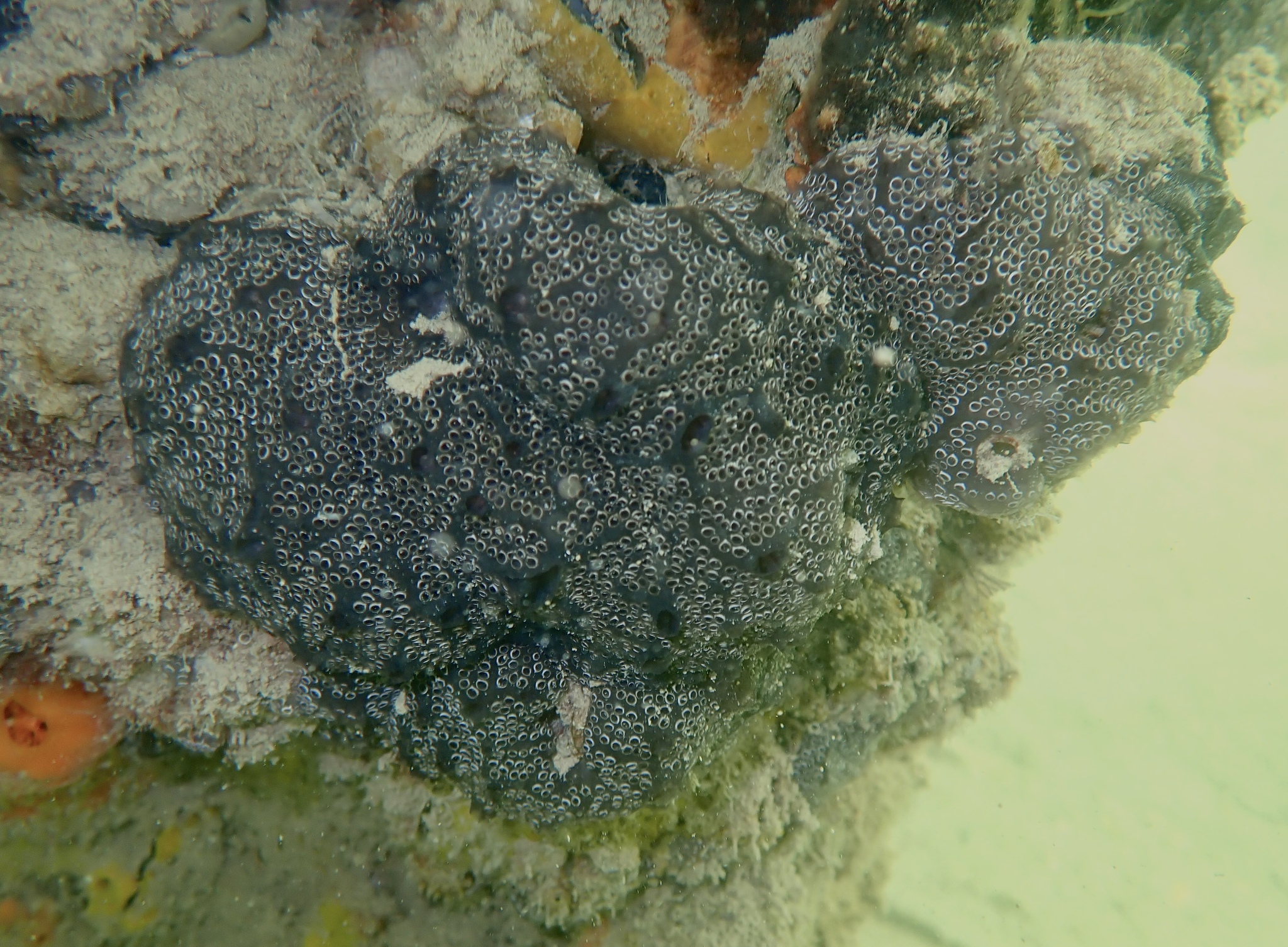 Distaplia bermudensis Van Name, 1902