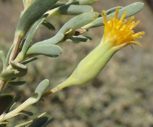 Image of Hertia pallens by (c) Nicola van Berkel, some rights reserved (CC BY-SA)