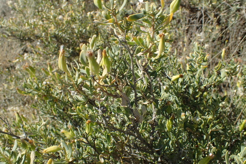 Image of Hertia pallens by (c) Nicola van Berkel, some rights reserved (CC BY-SA)