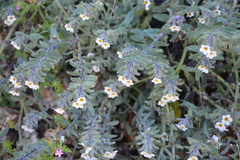 Alkanna corcyrensis