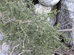 Galium stellatum