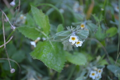 Alkanna corcyrensis