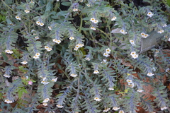 Alkanna corcyrensis