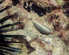 Anampses chrysocephalus