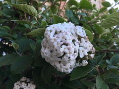 Viburnum × burkwoodii
