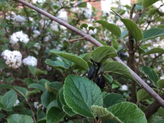 Viburnum × burkwoodii