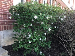 Viburnum × burkwoodii