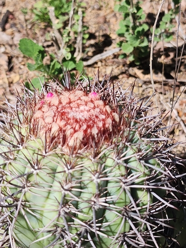 Melocactus inconcinnus