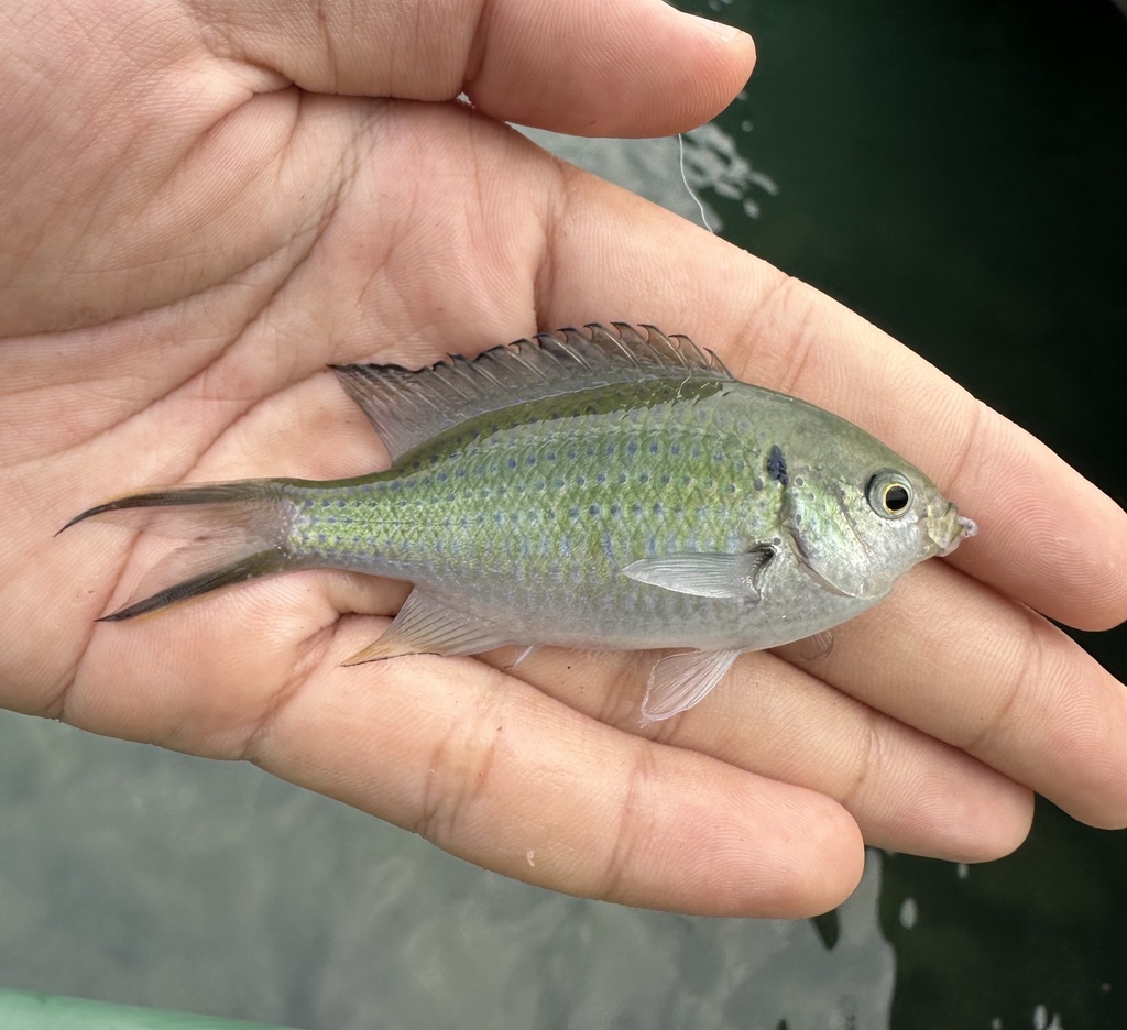 Green-Shine Damsel