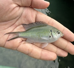 Green-Shine Damsel photo 1