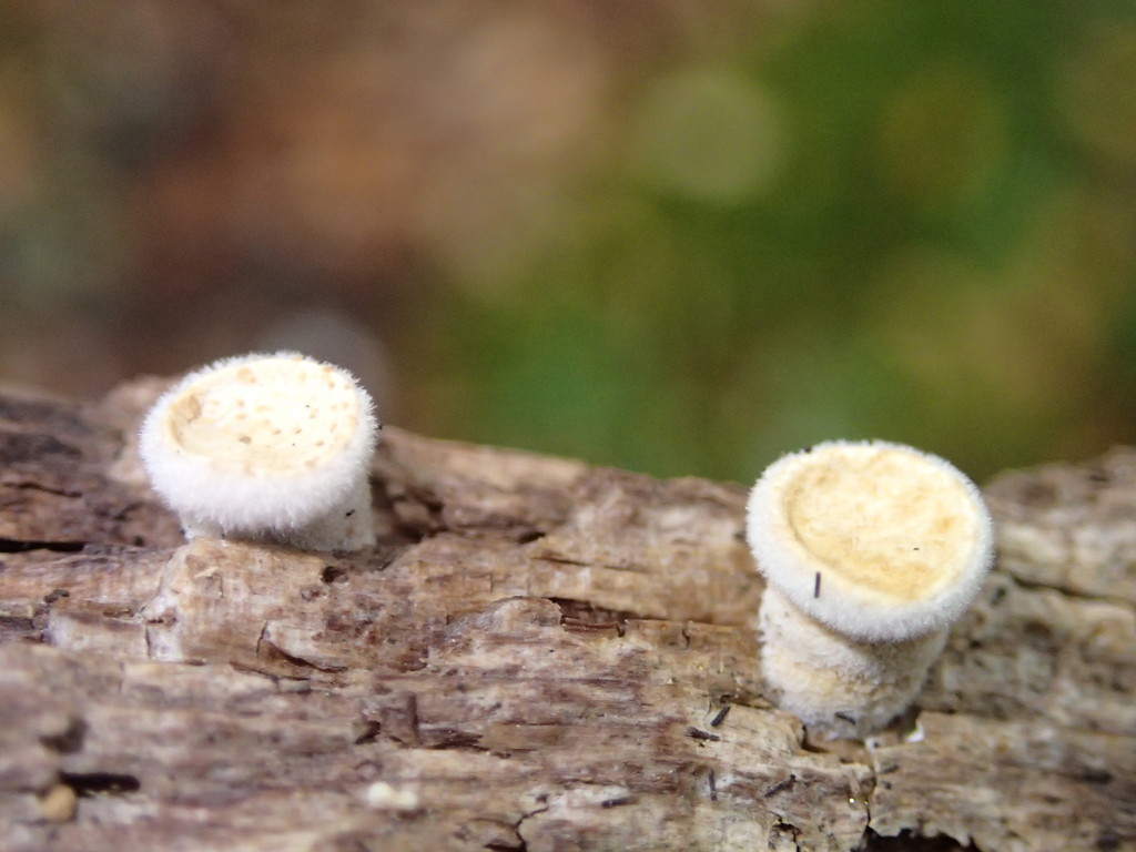 common bird's nest fungus from Craigieburn Forest on April 04, 2016 by kirapaik · iNaturalist