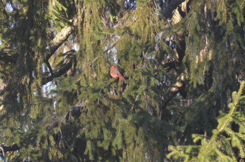 Northern Cardinal