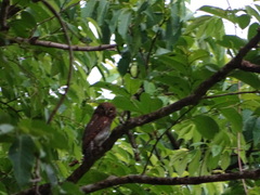 Glaucidium radiatum