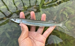 Longtail Garfish photo 1