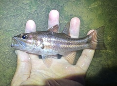 Singapore Cardinalfish photo 3