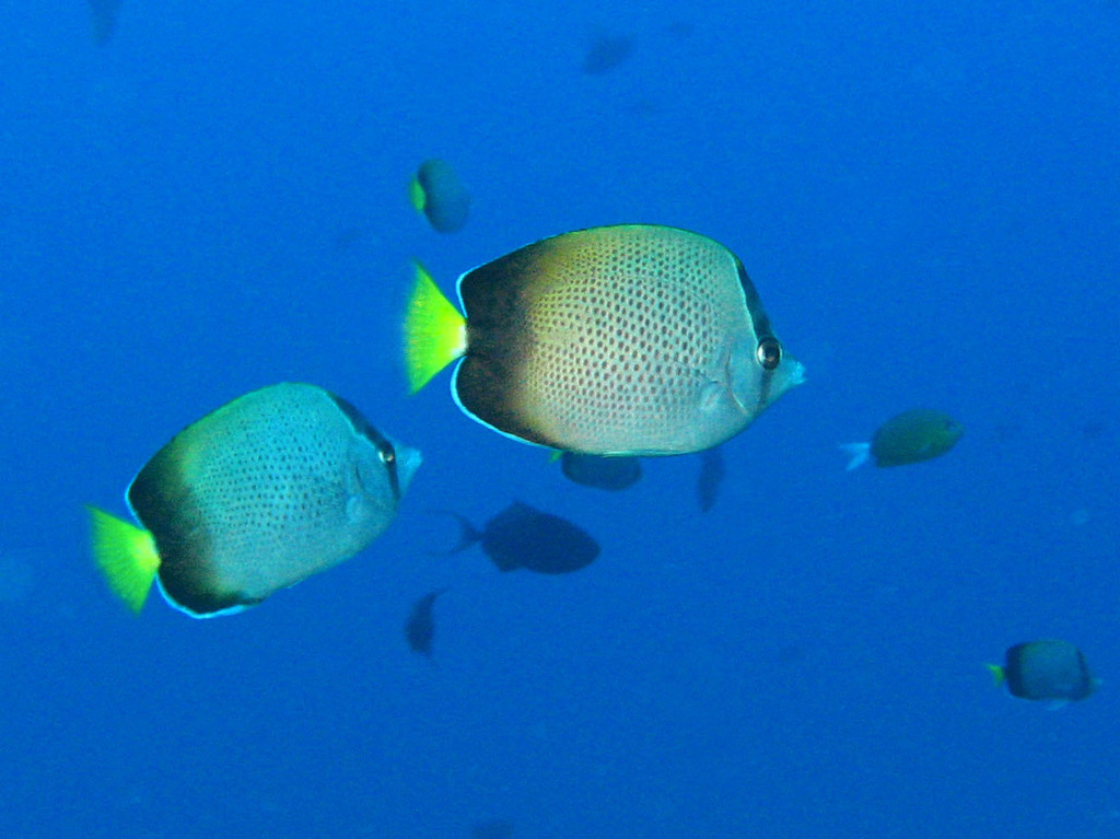 African butterflyfish (Chaetodon dolosus) — Chaetodontidae