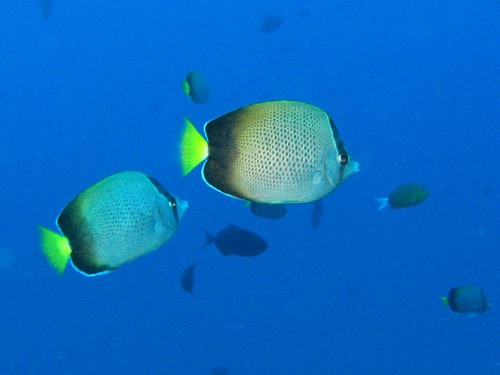 African butterflyfish (Chaetodon dolosus) — Chaetodontidae