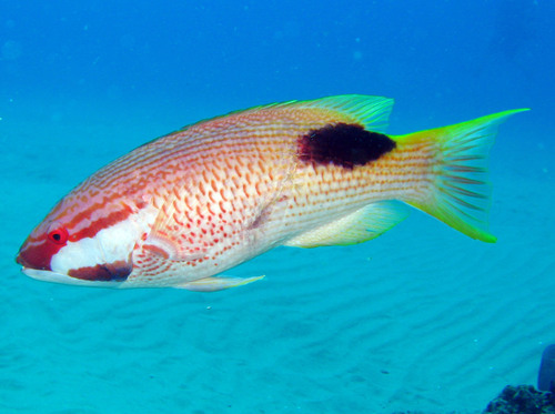 Blackspot wrasse (Bodianus bilunulatus) — Labridae — 5