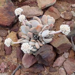 Crassula tecta