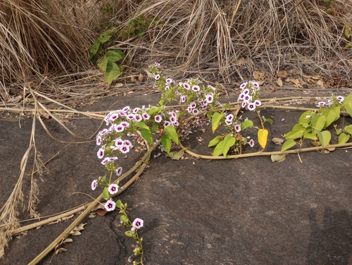 Image of Ipomoea staphylina by (c) Chandu Bandi, some rights reserved (CC BY)