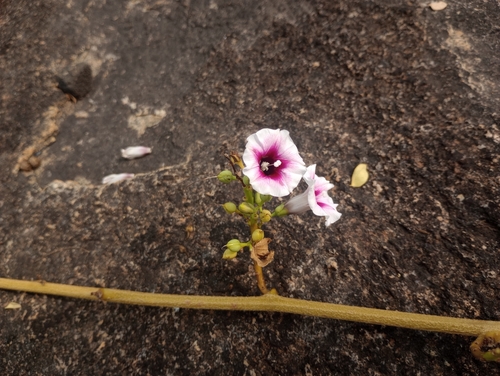 Image of Ipomoea staphylina by (c) Chandu Bandi, some rights reserved (CC BY)