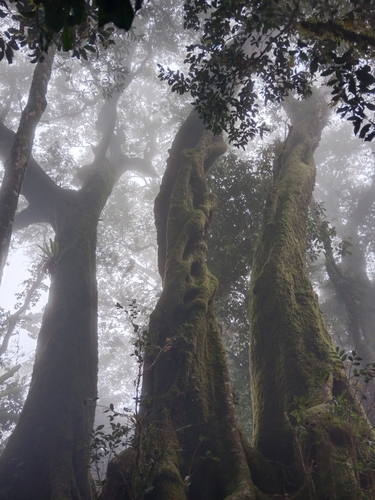 Image of Nothofagus moorei by (c) Patrick Connolly, some rights reserved (CC BY)
