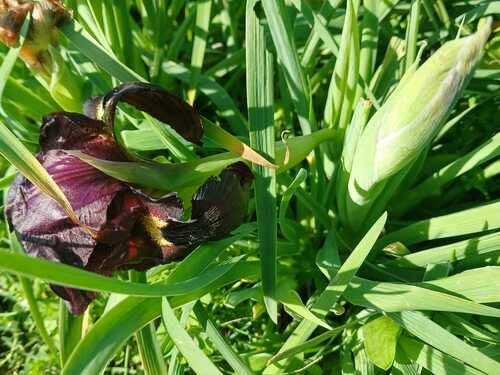 Iris atropurpurea, photograph 4